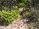 Track through scrub from Ventnor beach [37743 bytes]