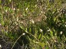 Typical foreshore vegetation [34818 bytes]