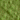 green17.gif