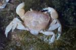 ...dead crab... [20003 bytes]