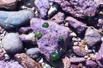 ...unknown creatures on exposed rocks... [34246 bytes]