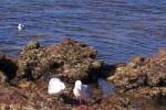 ...view of rock pools... [23615 bytes]