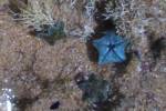 ...underside of a starfish... [23676 bytes]