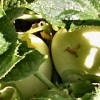 Apple cucumbers