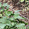 Beans supported by baling twine