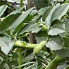 Broad beans ready to pick