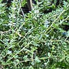 Broad beans after heavy rain