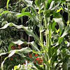 Row of sweet corn