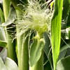 Silky tassel on top of corn cob