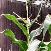 Sweet corn plants