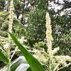 Corn pollen at top of plant