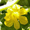 Cucumber flower