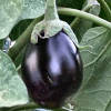 Ripe aubergine