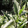 Aubergine plant