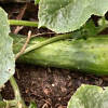 Heat affected cucumber