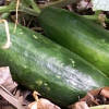 Lebanese cucumbers