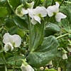 Pea flowers