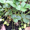 Strawberries bear fruit early in the season