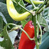 Sweet peppers in pot