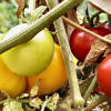 Different varieties of tomatoes